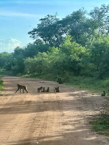 Olive Baboon