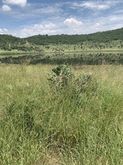 Opuntia stricta stricta