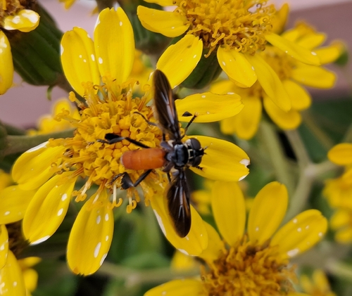 Unknown species found near Garland @ Lakeland - N - FS, Dallas, TX 75218, USA