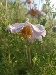 Clematis villosa