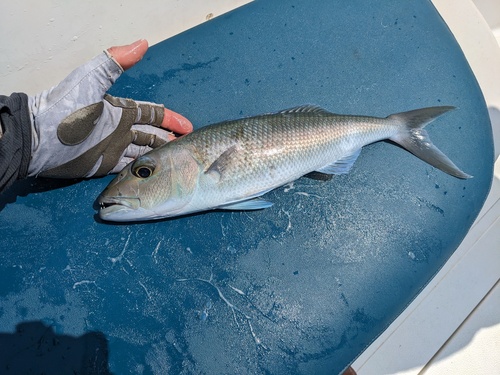 Blue-gray snapper (Aprion virescens) — Lutjanidae — 3