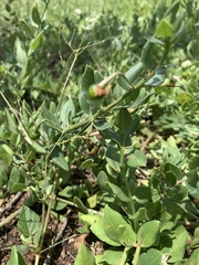 Talinum arnotii