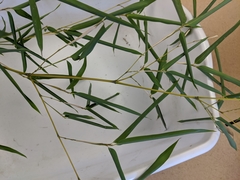 Phyllostachys aureosulcata