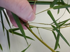 Phyllostachys aureosulcata