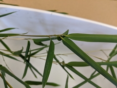 Phyllostachys aureosulcata