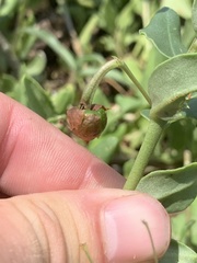 Talinum arnotii