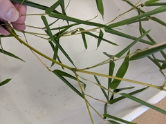 Phyllostachys aureosulcata