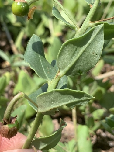 Image of Talinum arnotii by (c) Matthew Fainman, some rights reserved (CC BY)