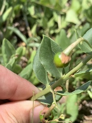 Talinum arnotii