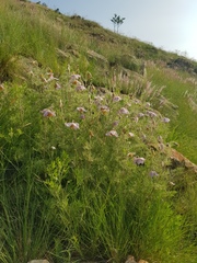 Clematis villosa