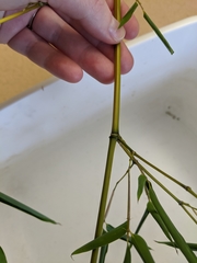 Phyllostachys aureosulcata