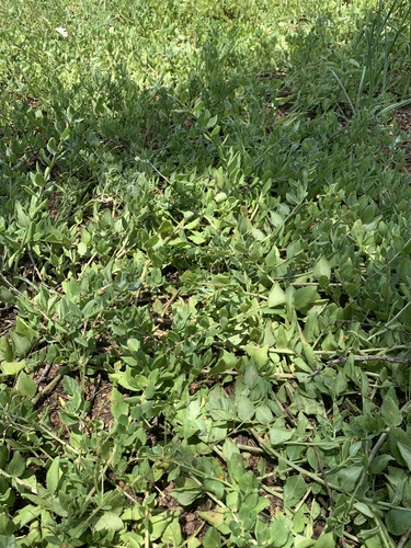 Image of Talinum arnotii by (c) Matthew Fainman, some rights reserved (CC BY)
