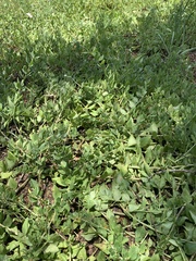 Talinum arnotii
