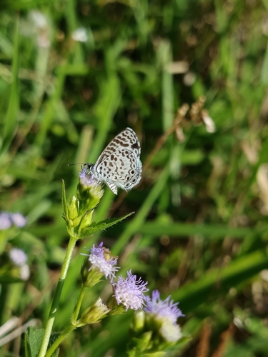Cassius Blue