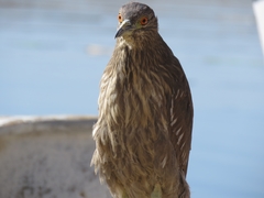 Nycticorax nycticorax