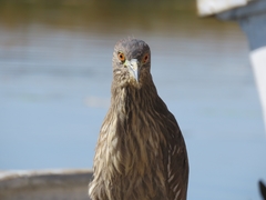 Nycticorax nycticorax
