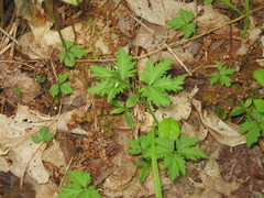 Cardamine maxima