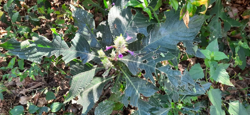 Eranthemum griffithii