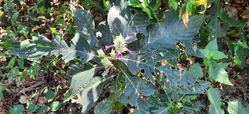 Eranthemum griffithii