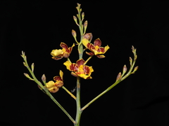 Vitekorchis excavata, photograph (c) Paúl Gonzáles, some rights reserved (CC BY)