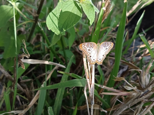White Peacock