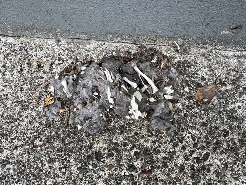 View observation of {o.common_name} on iNaturalist