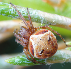 Araneus sturmi