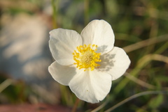 Anemone ochotensis