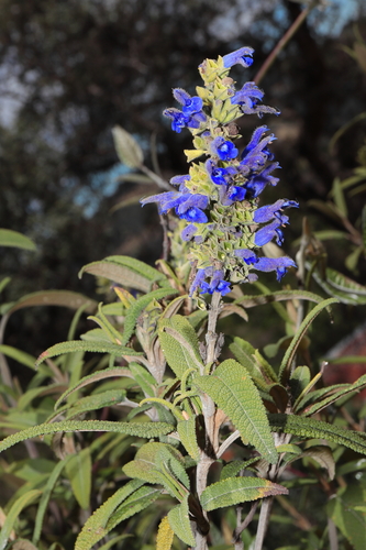 Salvia corrugata, photograph 6