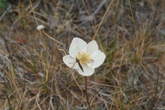 Anemone ochotensis