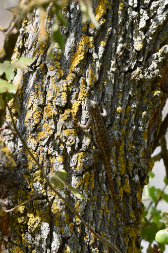 iNaturalist observation photo of Western Fence Lizard