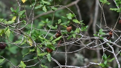 Diospyros simii