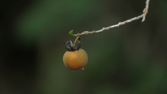 Diospyros simii