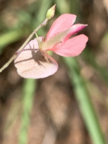 Image of Indigofera filipes by (c) Matthew Fainman, some rights reserved (CC BY)