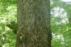 Acanthisitta chloris