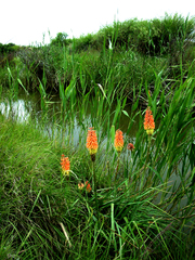 Kniphofia ritualis