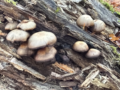 Kuehneromyces lignicola