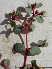 Euphorbia simulans