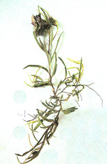 Hibiscus microcarpus