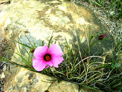 Hibiscus microcarpus