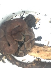 Bothrocophias microphthalmus