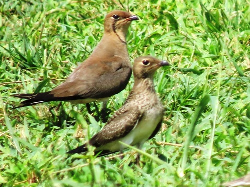 Collared Pratincole