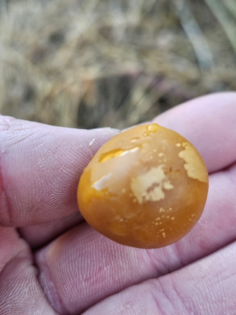Galerina marginata · November 2025 · photo: © michaelpeters3 (iNaturalist, CC)