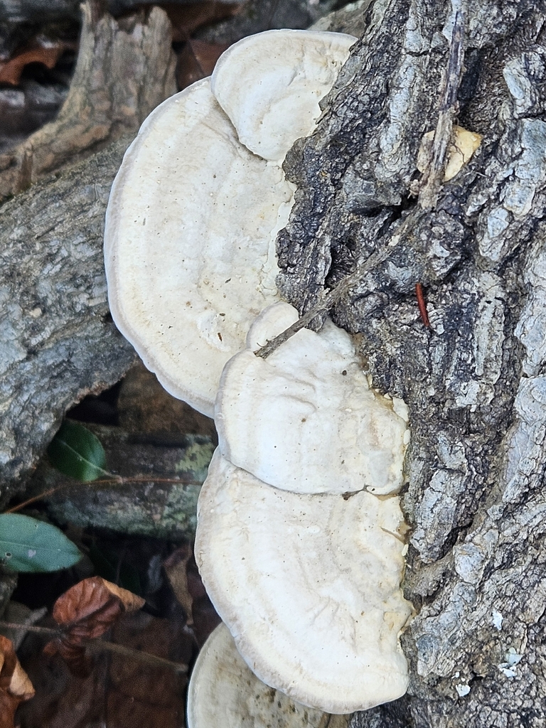 Trametes lactinea · November 2025 · photo: © michaelpeters3 (iNaturalist, CC)