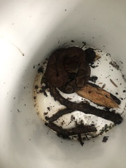 Bothrocophias microphthalmus