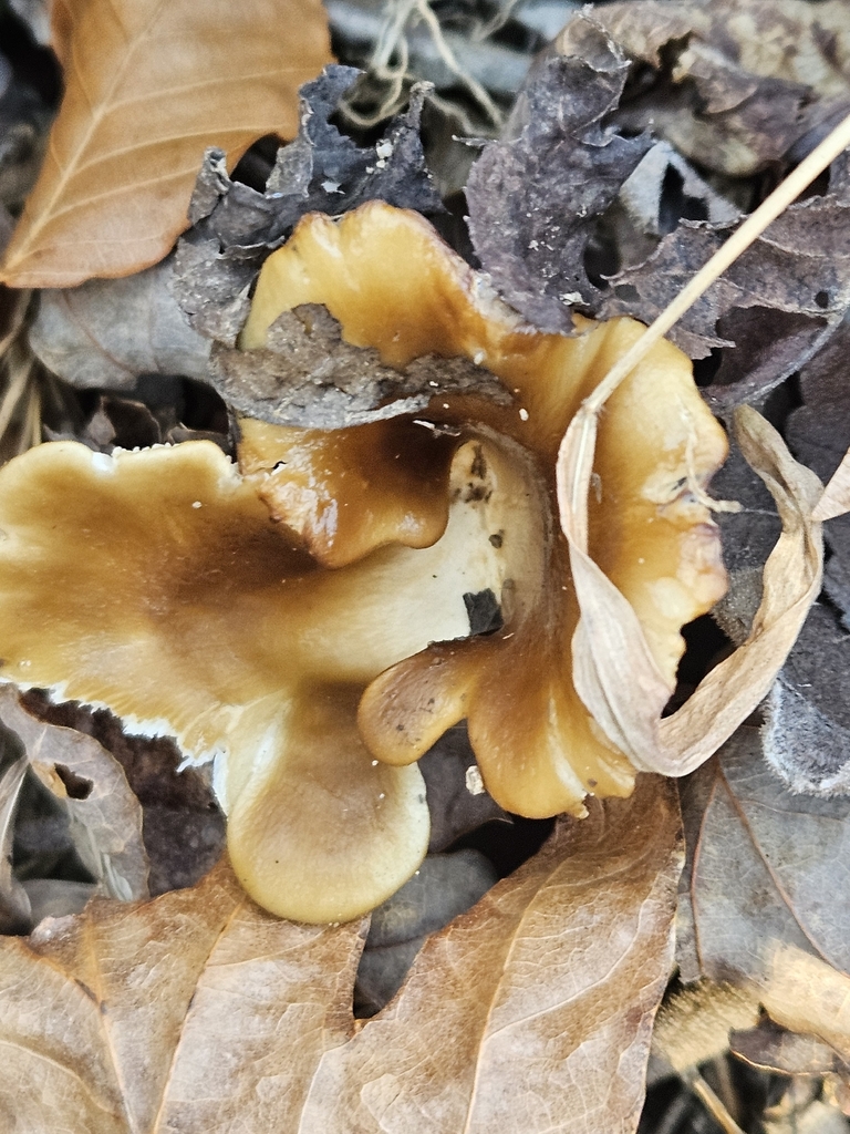 Hohenbuehelia petaloides · November 2025 · photo: © michaelpeters3 (iNaturalist, CC)