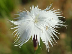Dianthus mooiensis
