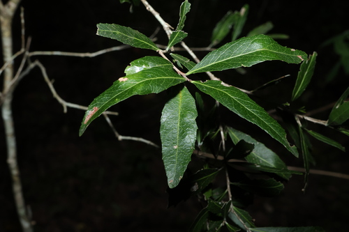 veiny denhamia (Denhamia pittosporoides)