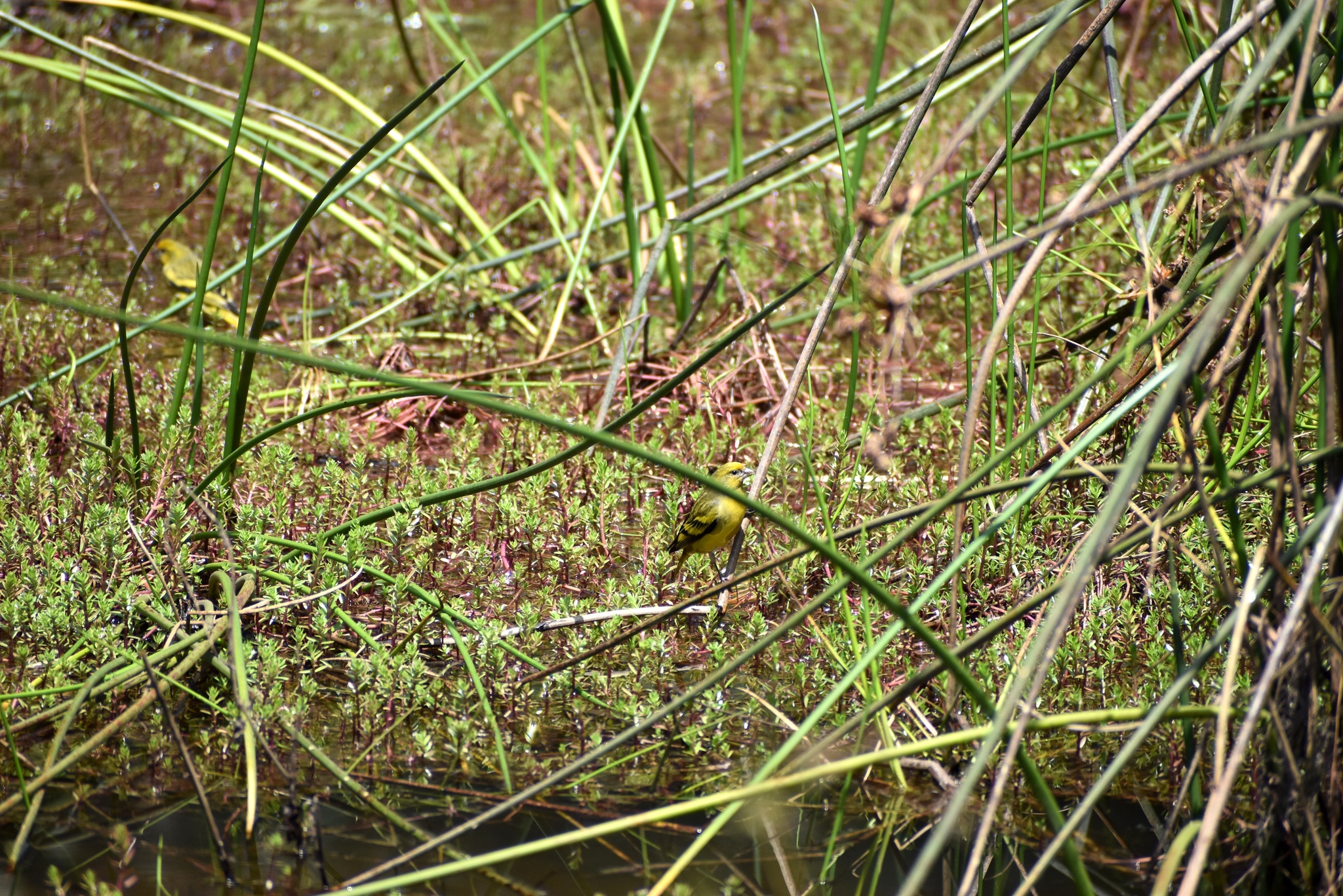 Yellow-crowned Canary (Serinus flavivertex), photo 9
