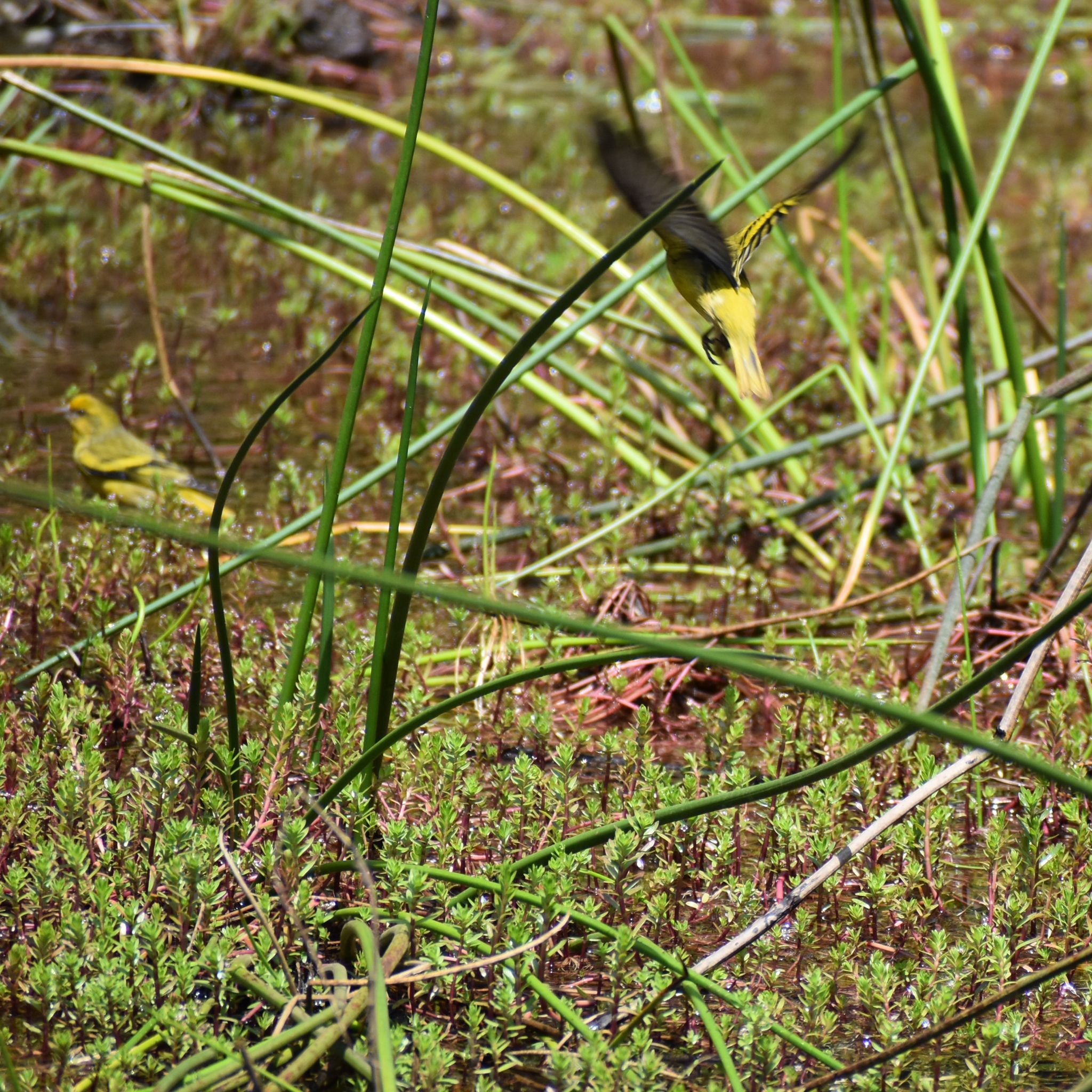 Yellow-crowned Canary (Serinus flavivertex), photo 10